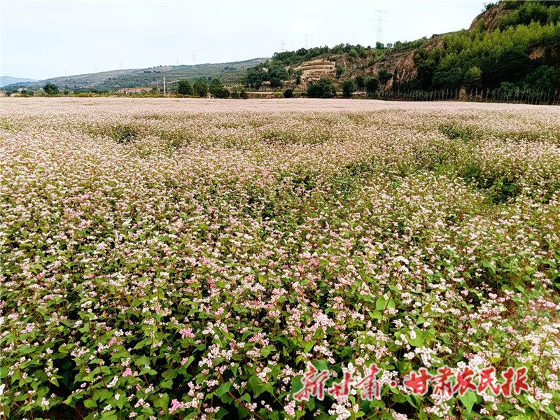 遍地荞麦花开_proc.jpg