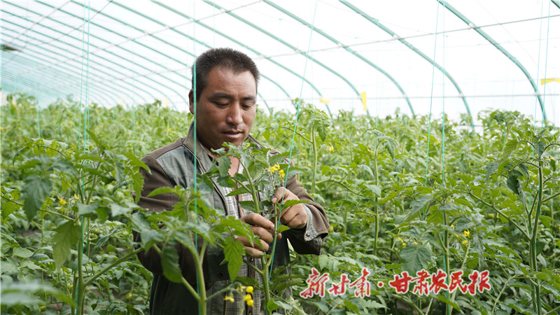 菜农在棚内给西红柿搭架、授粉_proc.jpg