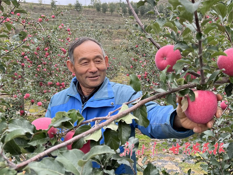威戎镇杨湾村果农采摘苹果.jpg