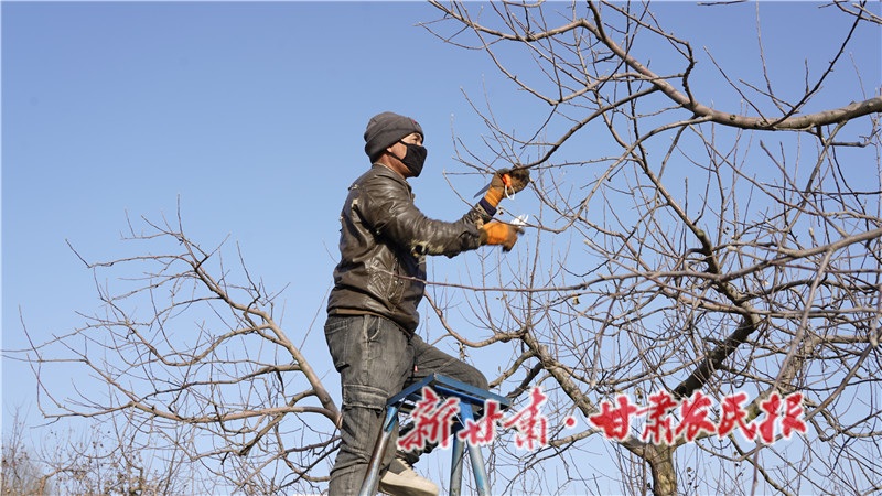 果农修剪高处枝条.JPG