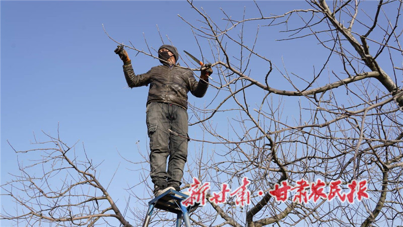果农在修剪枝条.jpg
