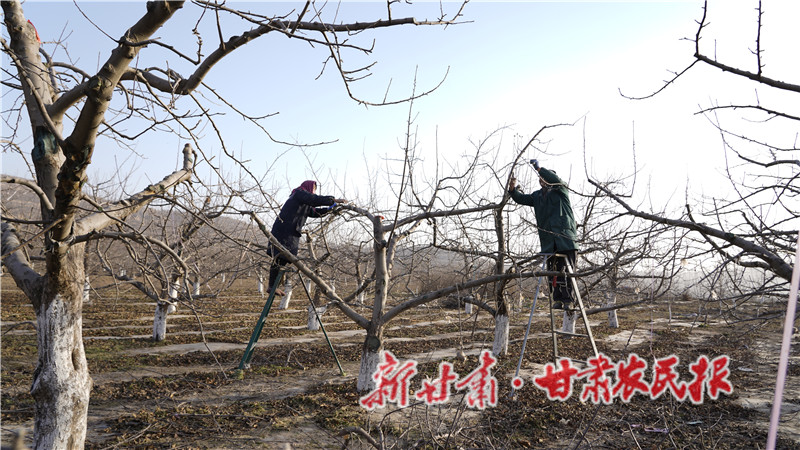 余湾乡果农在修剪果树.JPG