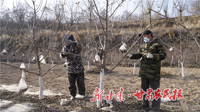 余湾乡果农在专业技术人员指导下修剪果树.JPG