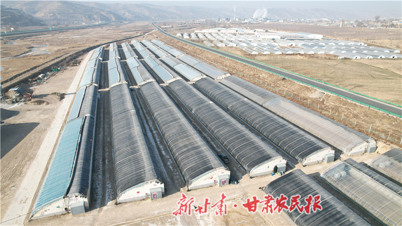 新华村草莓大棚俯瞰图.jpg