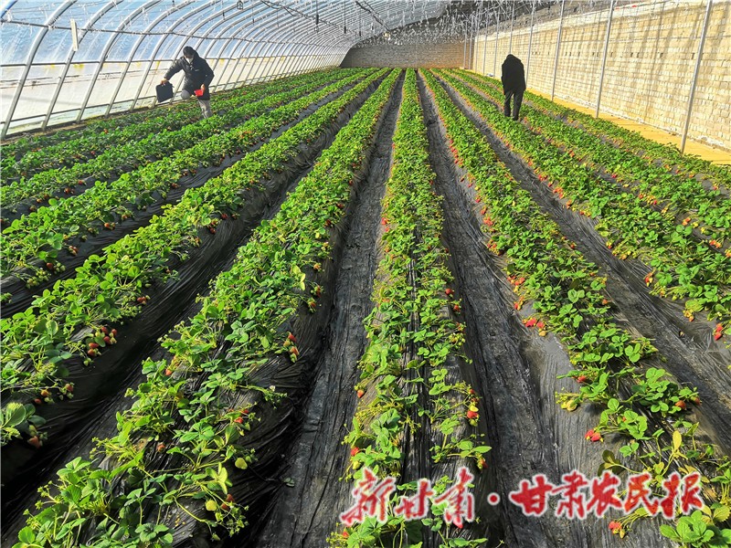 游客正在采摘草莓.jpg