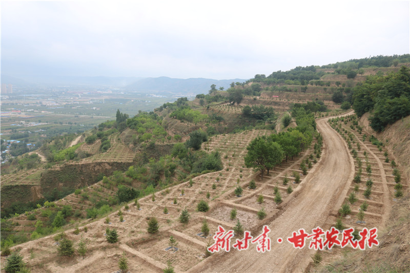 八里镇植树造林现场.jpg