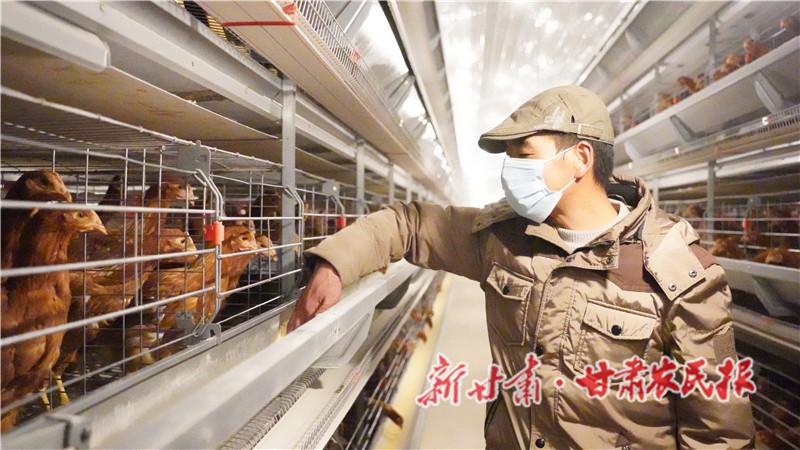 技术员在喂养鸡.JPG