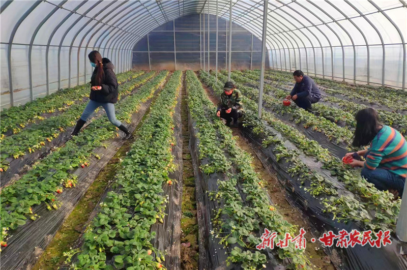 市民们在草莓园采摘草莓 (2)_副本.jpg