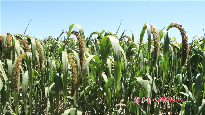 三合乡小杂粮种植基地（资料图）.jpg