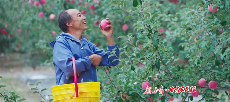 静宁县贾河乡山地苹果喜获丰收.jpg