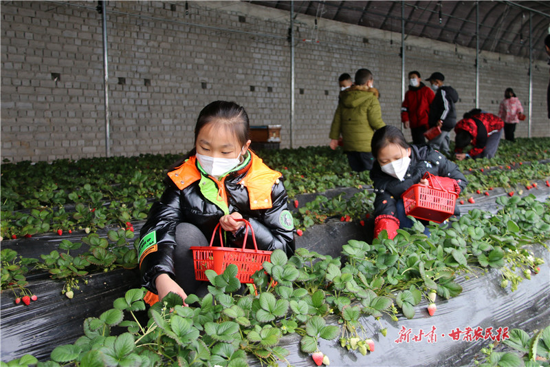 小学生认真地边采摘草莓边观察.jpg