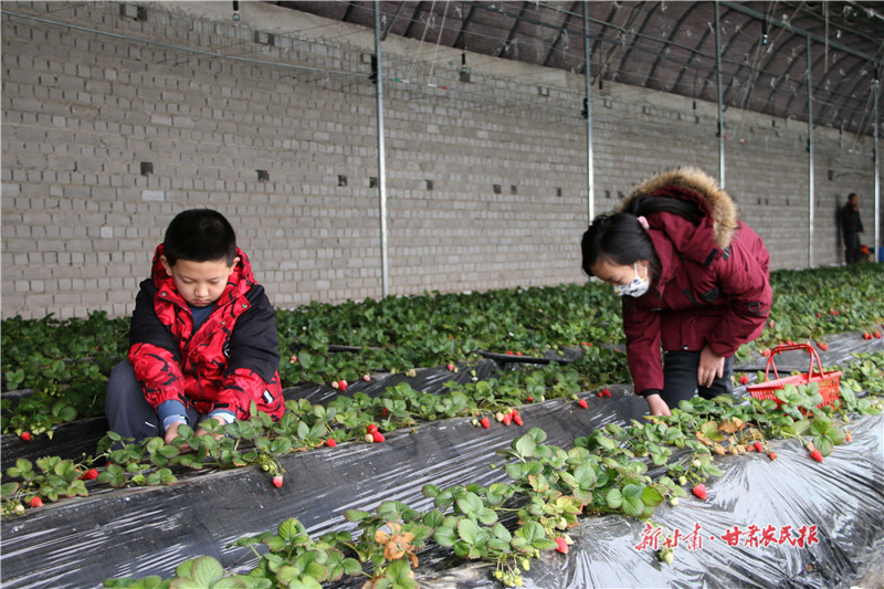 小学生体验采摘草莓的乐趣.jpg