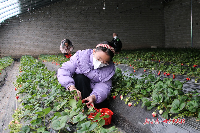 小学生细心地采摘草莓.jpg