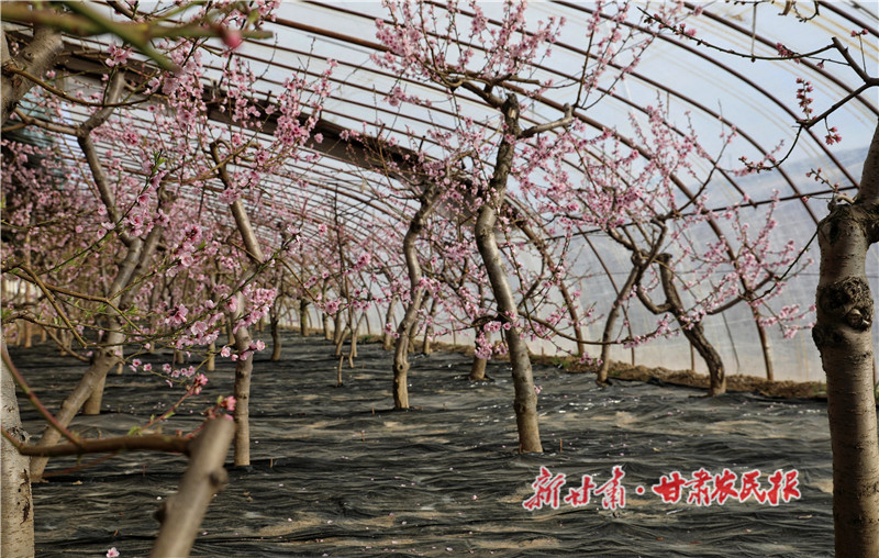 静宁县城川镇大地滩油桃大棚.jpg