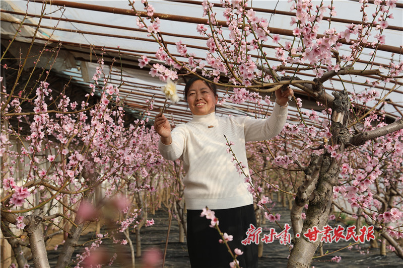 宁亚强妻子正在给桃花授粉.jpg