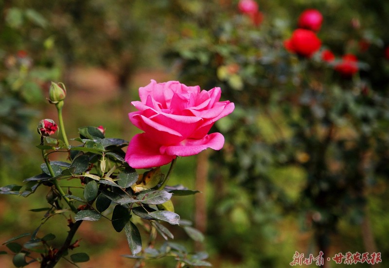 1682240317267233.jpeg GetAttachment.do-11.jpeg