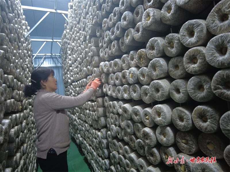 工人正在存放生产好的菌棒