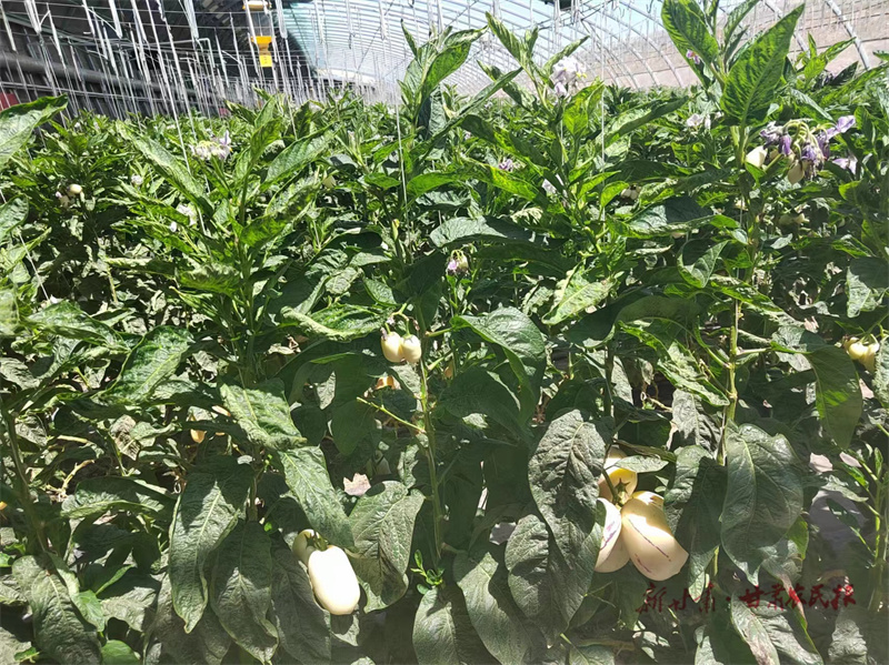 微信图片_20240625070152