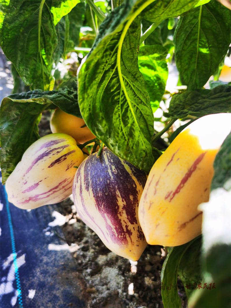 微信图片_20240625181800