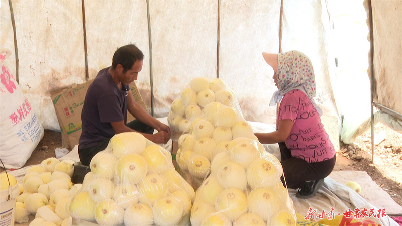 种植户正在打包甜瓜