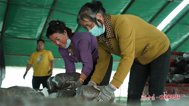 蘑菇生产加工车间里,工人正在种植菌棒