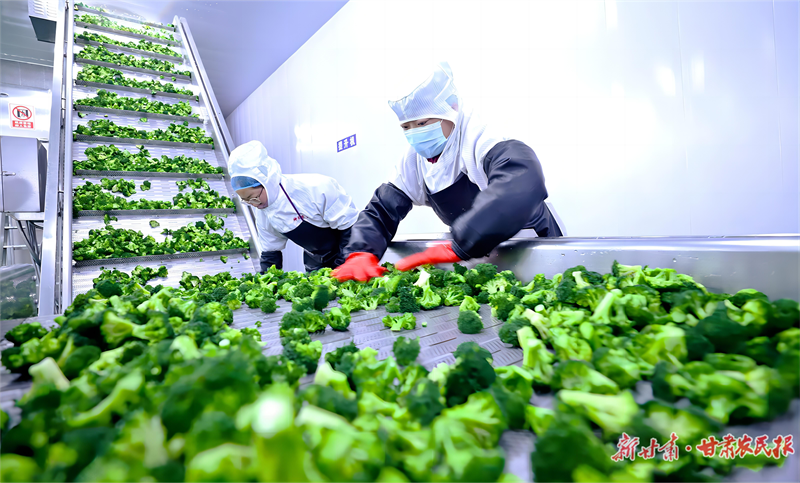 山丹县位奇镇神禾农业产业园的工作人员正在处理蔬菜.png