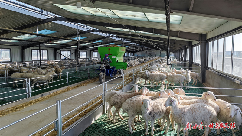 山丹县东乐镇现代肉羊融合发展产业园内工作人员正在给育肥羊添加饲料.jpg