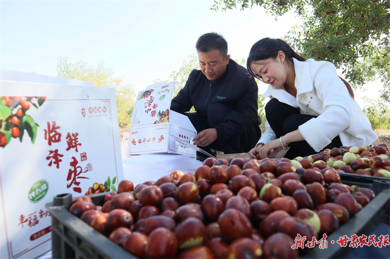 临泽小枣产销旺_毒霸看图.jpg