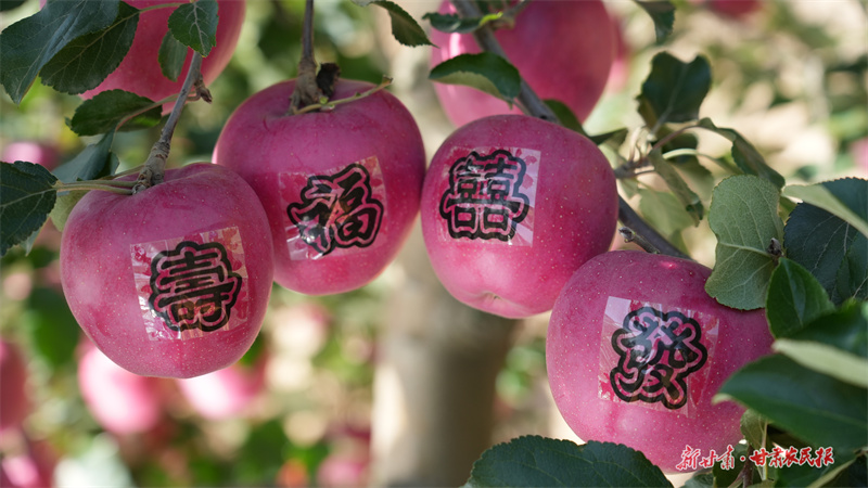 待采摘的精品果