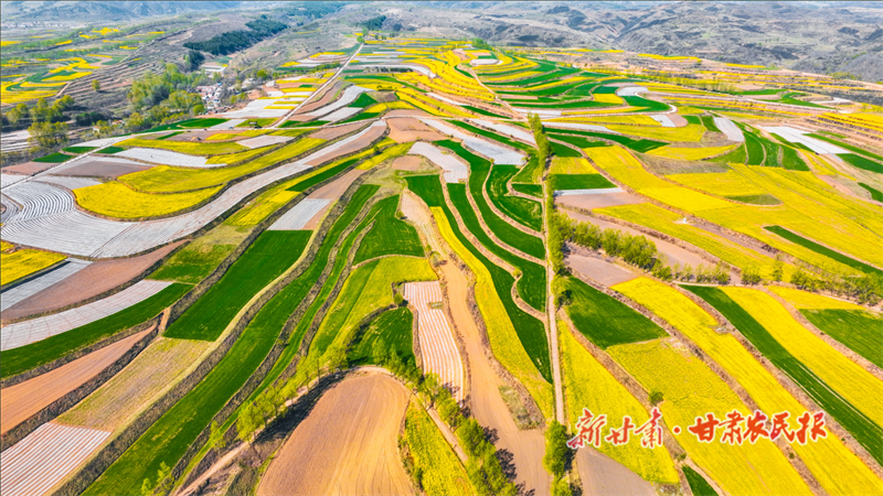 华亭市山寨乡油菜.png