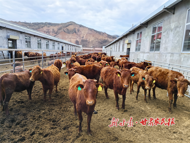华亭市肉牛养殖基地.png