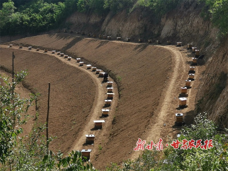 曹家沟村中蜂养殖场.jpg
