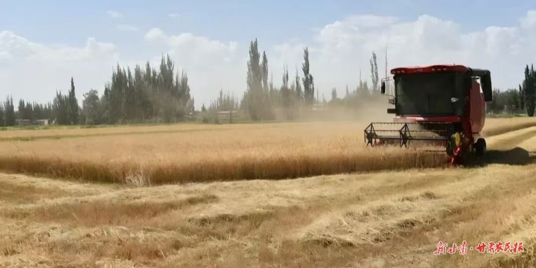 敦煌粮食丰收 敦煌粮食丰收