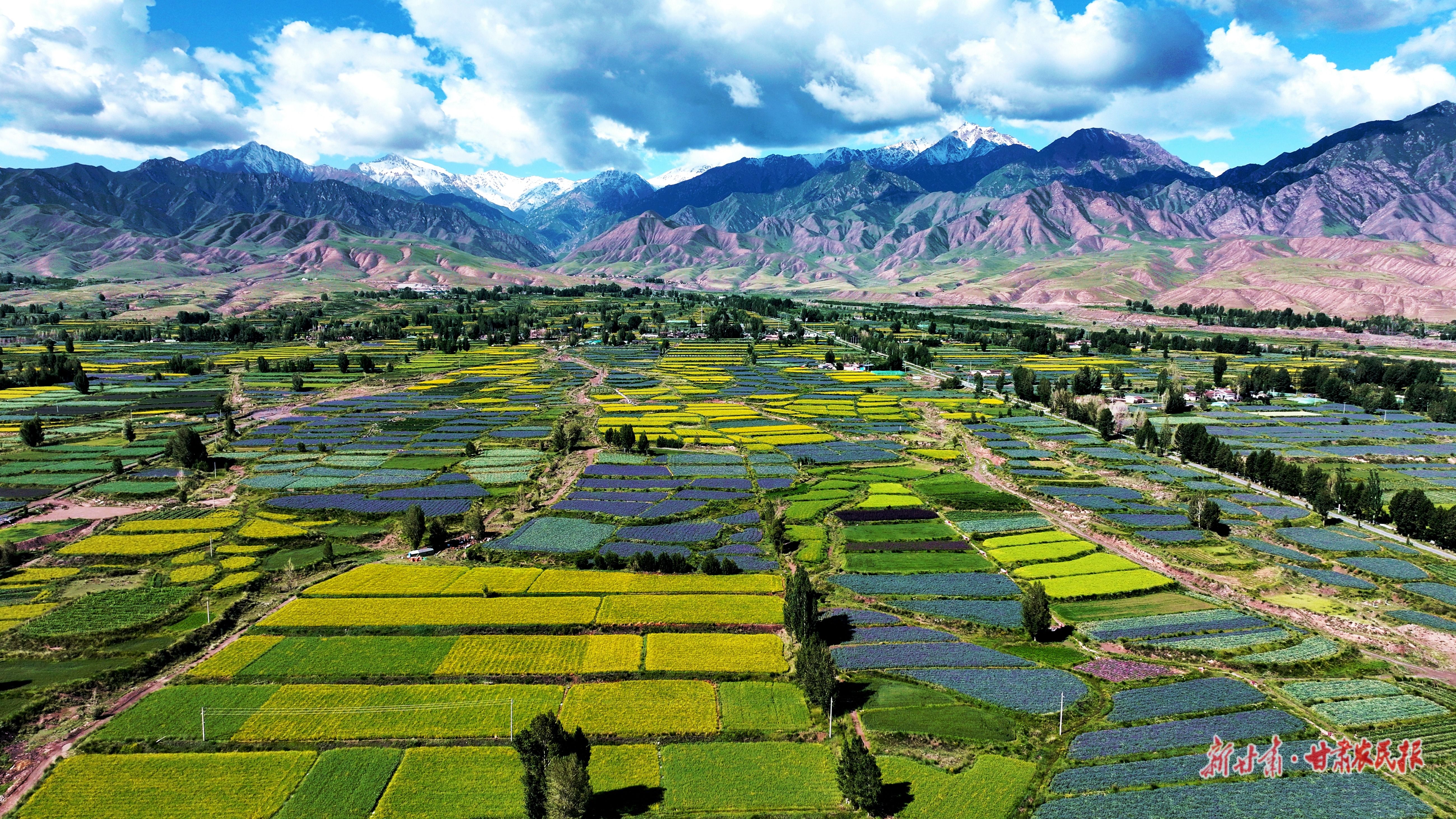 图为高台县新坝镇千亩花卉制种基地