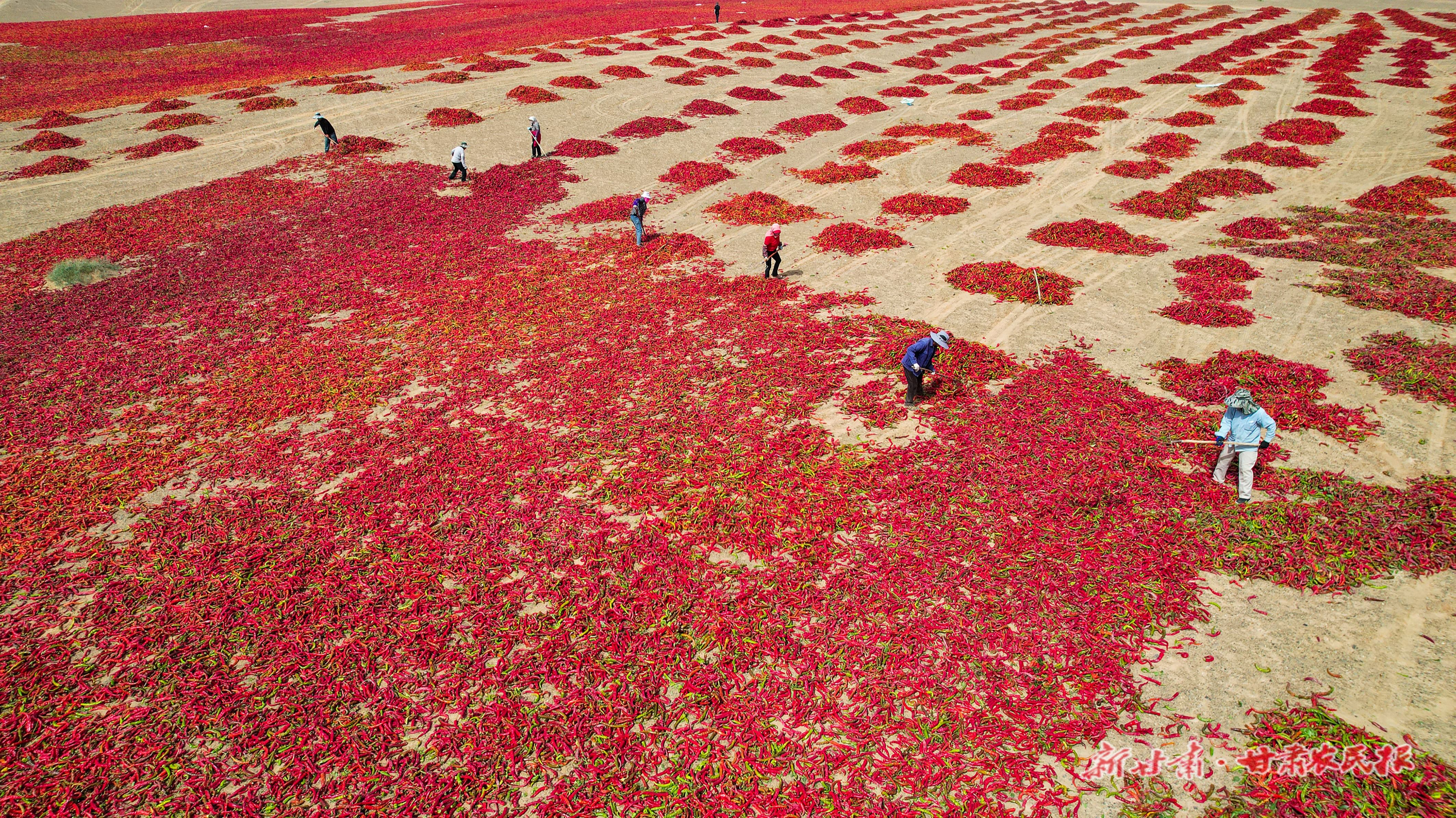 图为高台县黑泉镇胭脂堡村辣椒晾晒场