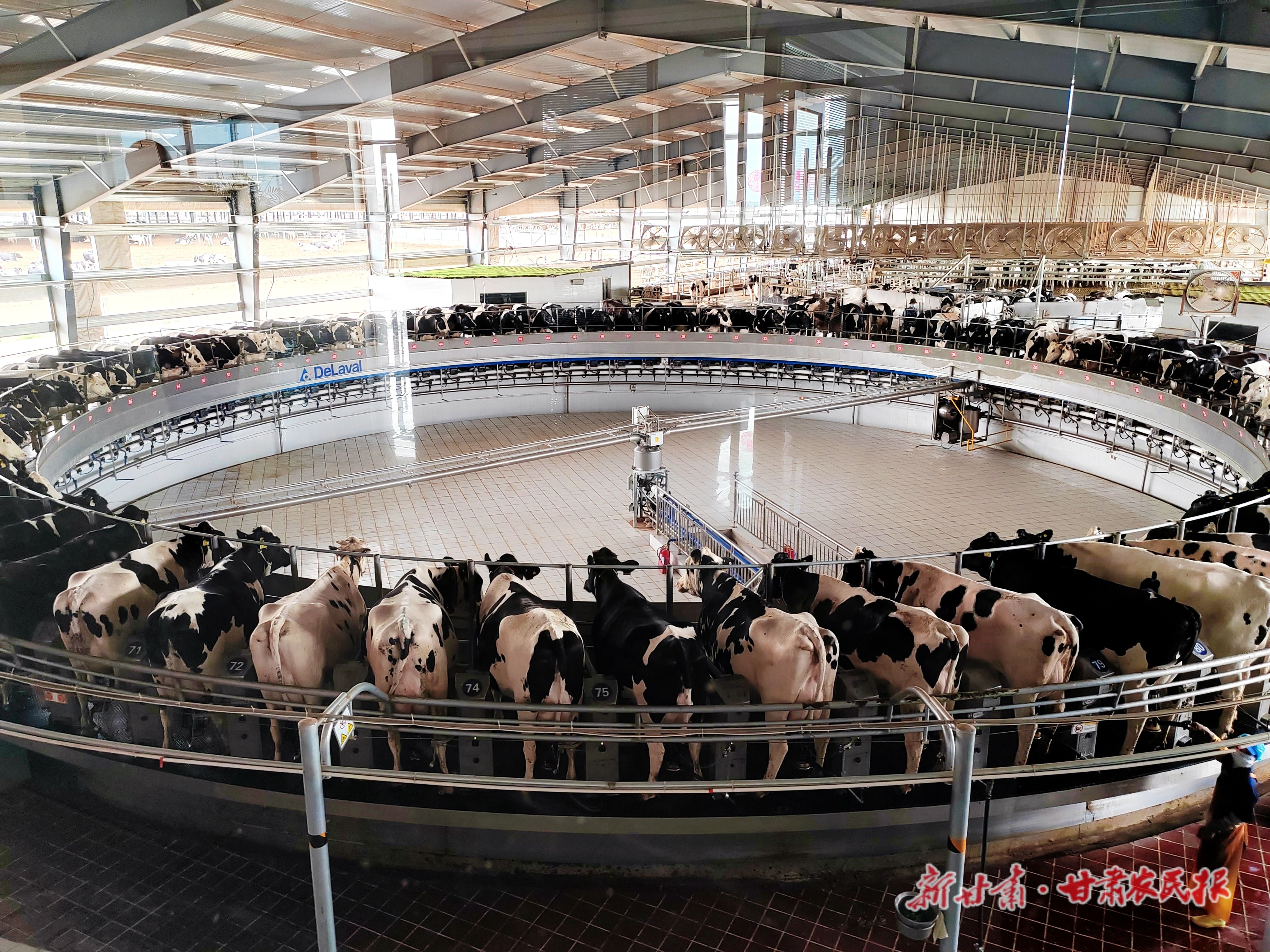 高台县将畜牧产业作为特色优势产业重点培育。图为高台县燕塘传奇牧业