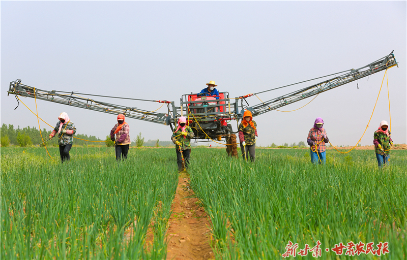 张掖:洋葱管护保丰收_6-高樯-郁婕