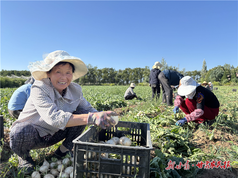 9月4日,在灵台县西屯镇店子村萝卜种植基地里,600亩珍珠白玉萝卜进入了采收期,村民抢抓时节,积极采收、搬运、清洗、装车供应市场,现场一派繁忙的丰收景象。