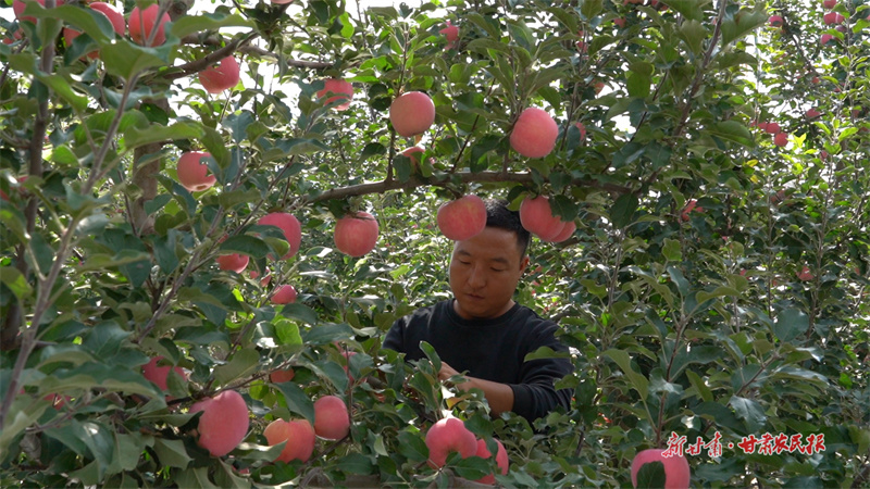 果农给苹果翻面