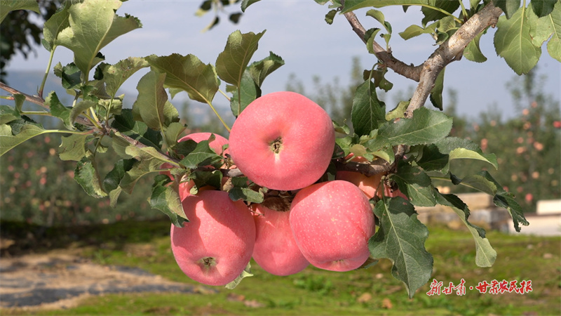 红彤彤的苹果挂在枝头