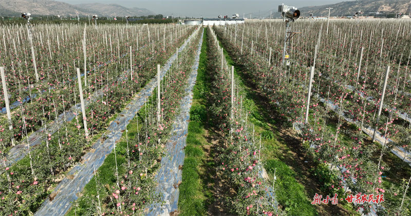 位于静宁县新品种矮化密植园内苹果已挂满枝头1(司磊摄)