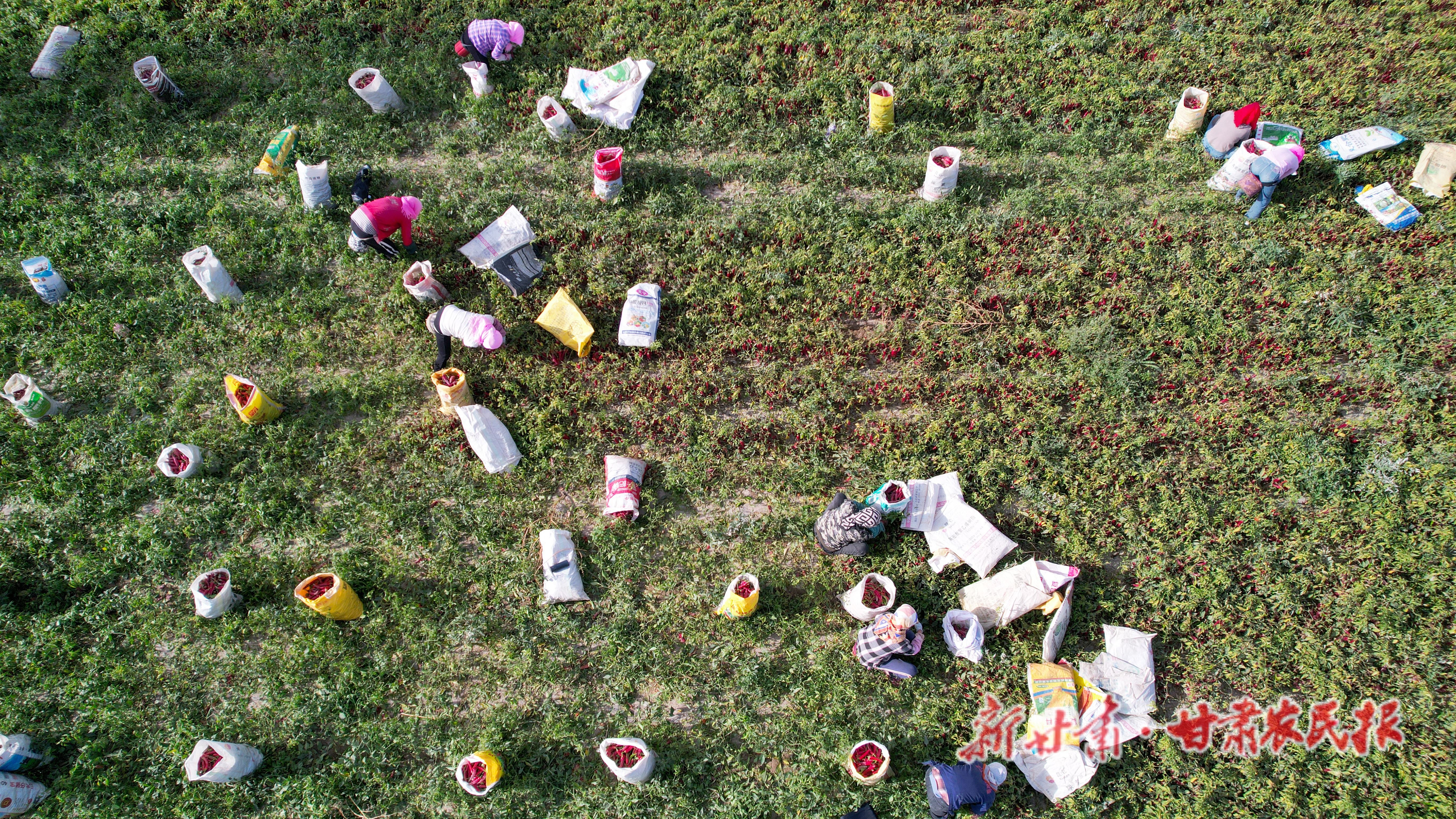 DJI_0721