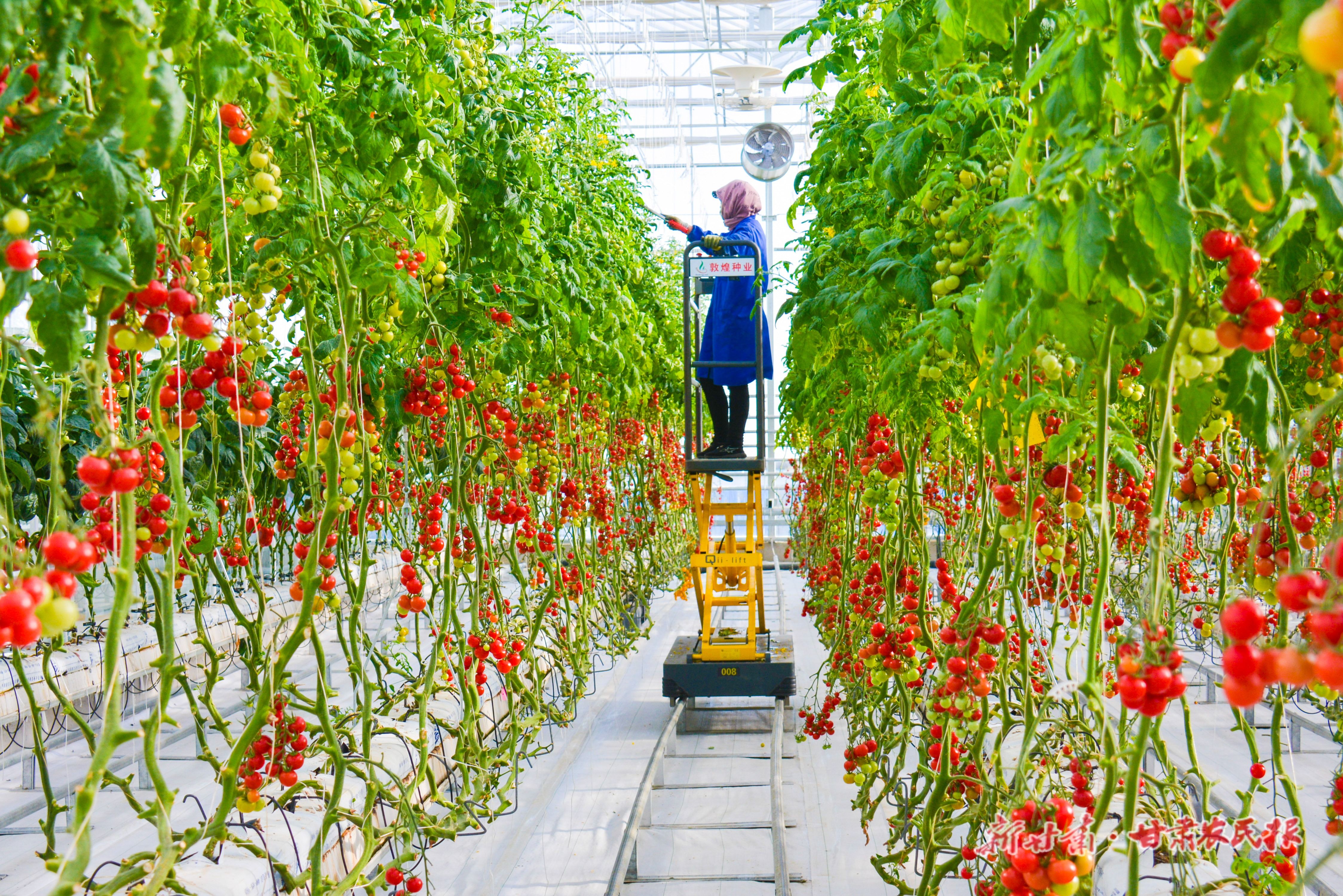 总寨敦煌种业戈壁农业产业园高标准智能化温室