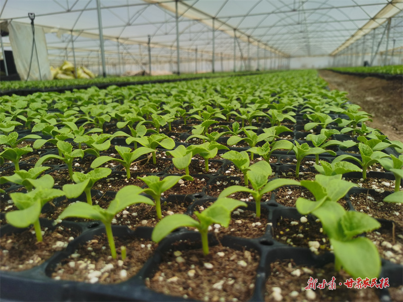 微信图片_20250716185203