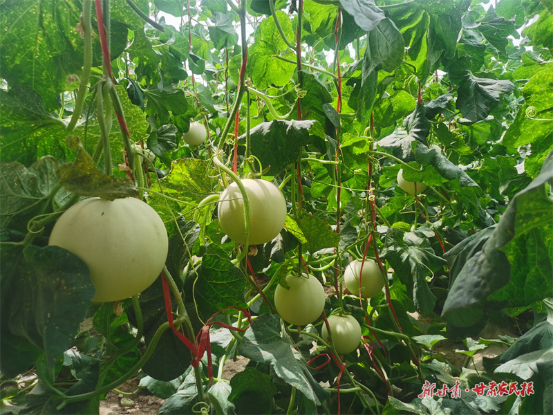 微信图片_20250716184931