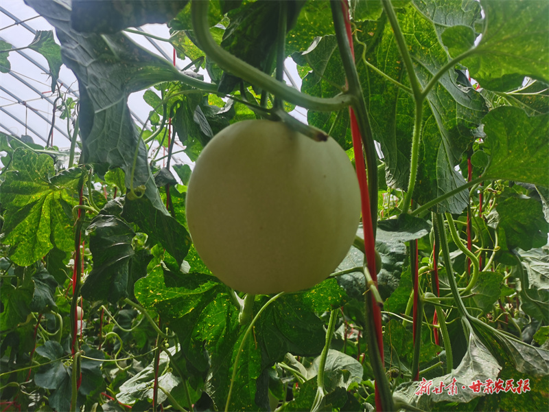 微信图片_20250716184934