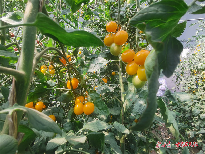 微信图片_20250716184948