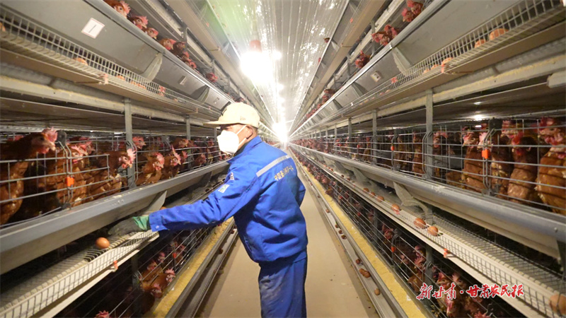 技术负责人检查鸡舍