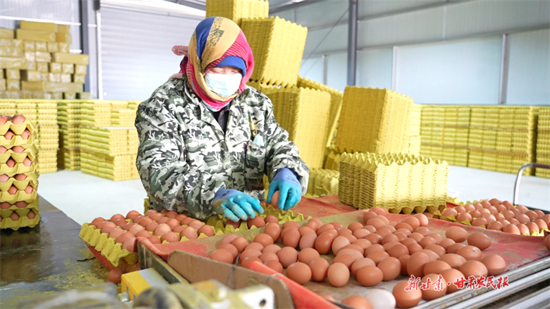 工人余车红将新鲜鸡蛋分拣、装盘