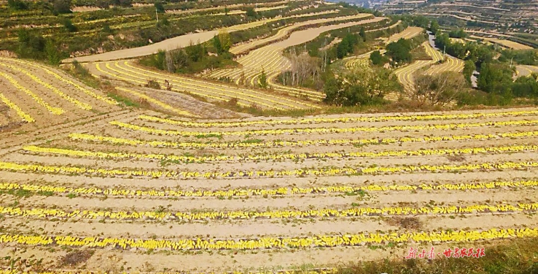 赵墩乡西葫芦5000亩西葫芦丰收